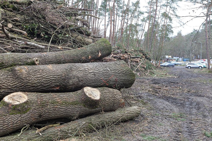 Węzeł Głębokie w Szczecinie. Trwa wycinka drzew przy Głębokim [ZDJĘCIA]