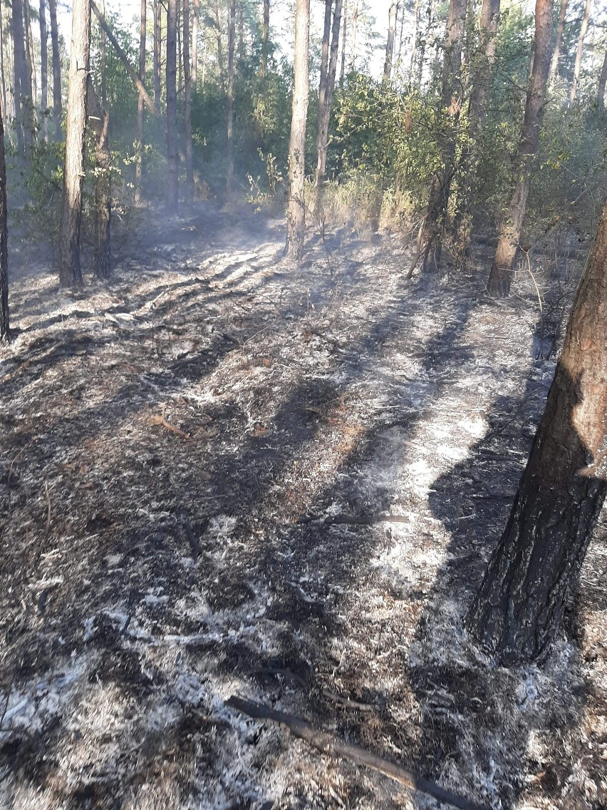 Pożar lasu w miejscowości Młyny w powiecie buskim. Strażacy w akcji