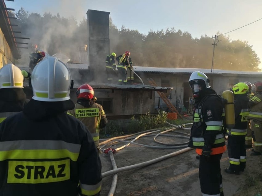 Przy ul. Klonowej w podmiasteckiej Pasiece palił się kurnik....