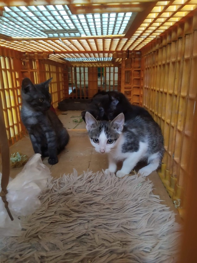 Wolontariusze TOZ-u opiekują się ponad 500 kotami. Bez pomocy innych nie dadzą rady ich wykarmić.