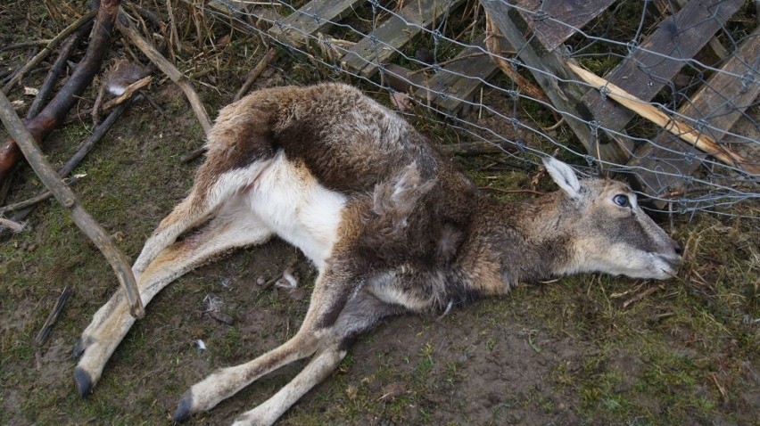Szkody spowodowane przez dzikie zwierzęta - kiedy można dostać za nie odszkodowanie? Sprawdź