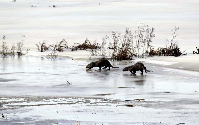 Łomżyński Park Krajobrazowy Doliny Narwi zimą