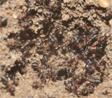 TEMPLEWO Mrówki kanibale z Templewa stały się przyrodniczą sensacją na skalę światową [ZDJĘCIA]