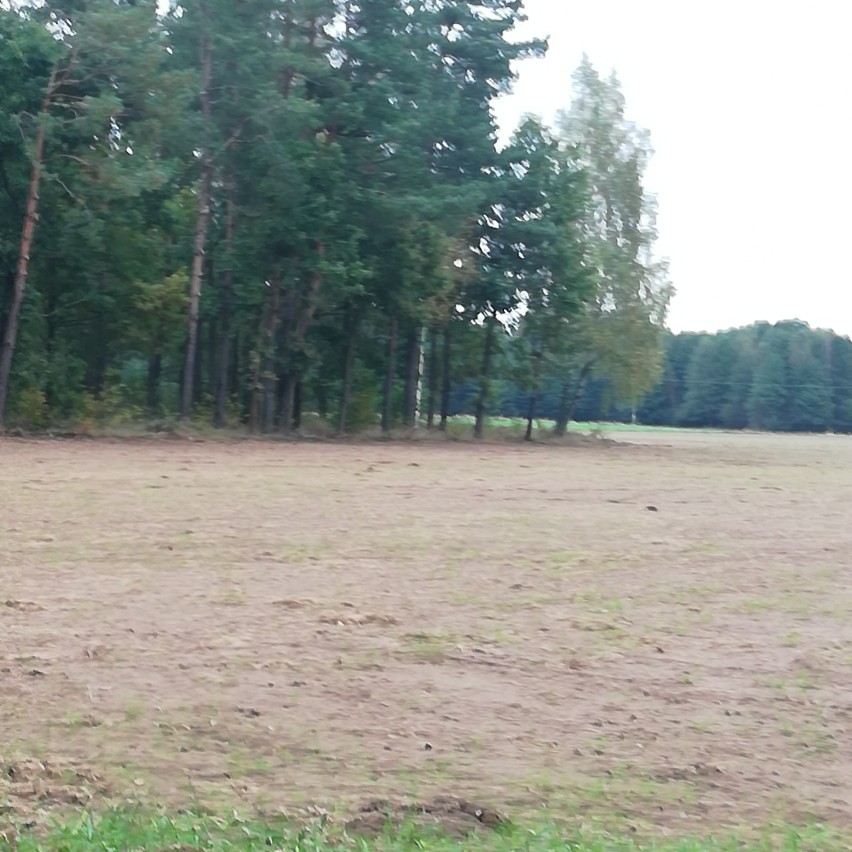 Tak wygląda teren budowy fermy kurzej w Kacprowie.