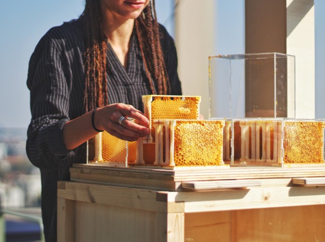 Technik pszczelarz może pracować w firmach zajmujących się przetwórstwem miodu lub produktów pszczelich.