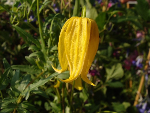 Powojnik tangucki ma oryginalne żółte kwiaty, długo kwitnie i jest odporny na trudne warunki. Warto go mieć w ogrodzie.
