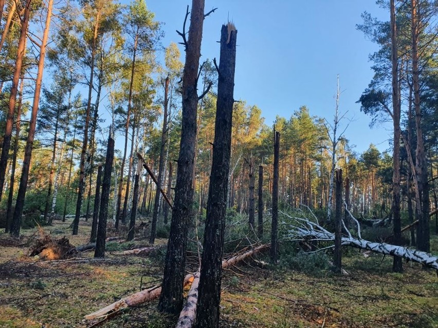 Las po nawałnicy 4.10.2020