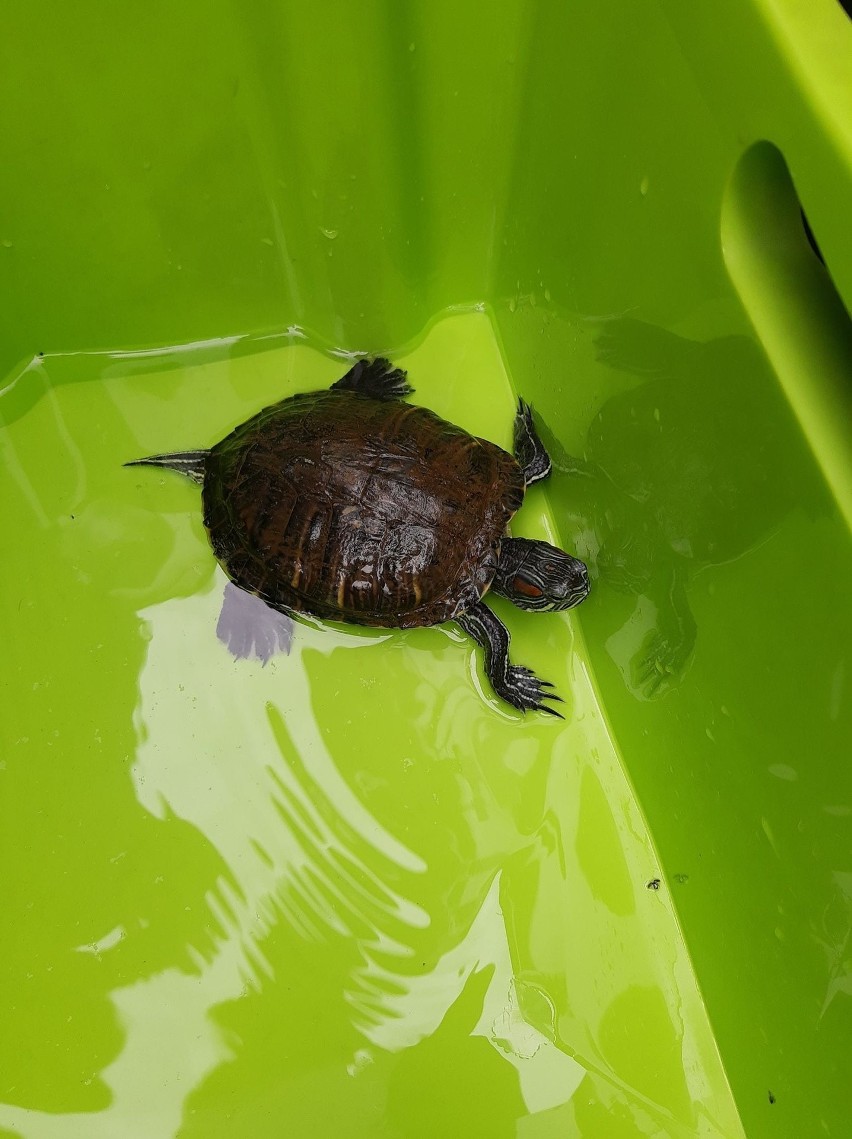 Animal Patrol z Łodzi uratował żółwia! ZDJĘCIA