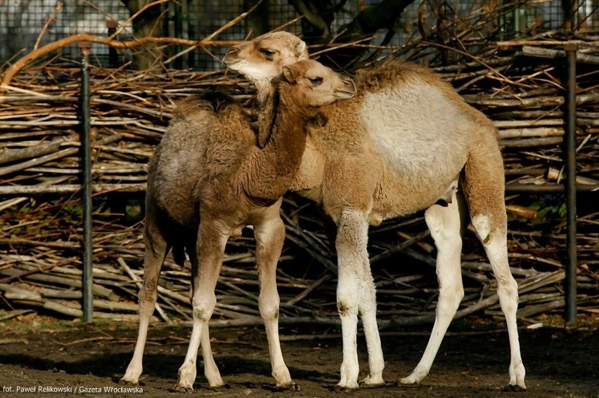 We wrocławskim zoo, zwierzęta zamiast chować się w...