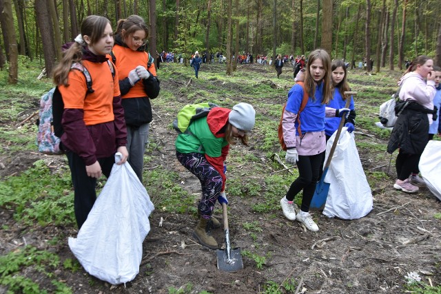 W czwartek 25 kwietnia dęby w Lesie Kapturskim w Radomiu sadzili uczniowie z radomskich i podradomskich szkół podstawowych.