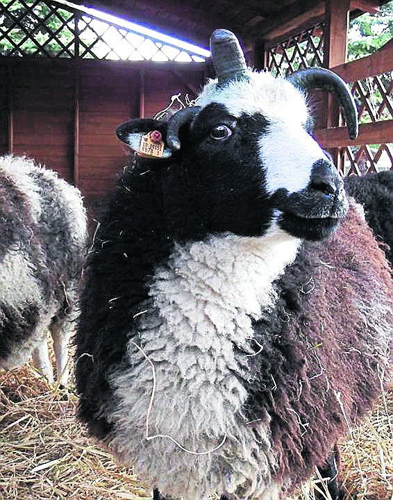 Owce to lokatorzy zoo, którzy zamieszkali w szopce