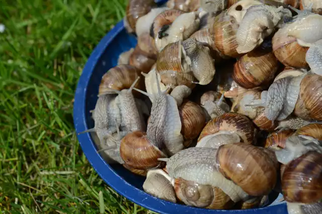 Średnica muszli musi być większa niż 3 cm - tak duże ślimaki zdążyły się rozmnożyć.