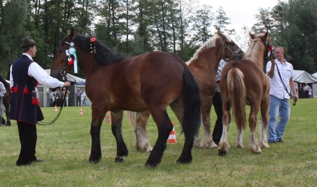 Konie rasy polski koń zimnokrwisty można było obejrzeć na stadionie w Iwaniskach w ramach Opatowskiej Wystawy Koni.