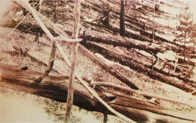 Zdjęcie powalonych i spalonych drzew zrobione podczas wyprawy Leonida Kulika w 1927 roku