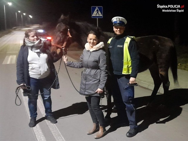 Konia uciekiniera złapali policjanci z wodzisławskiej drogówki