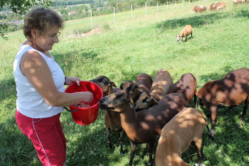Niezwykłe owce w małopolskim gospodarstwie