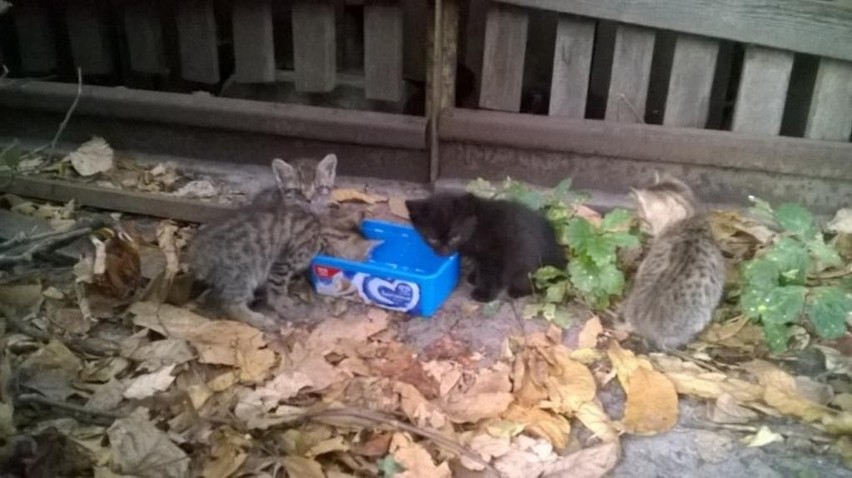 Te kotki czekają na nowy dom