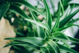 Aloes – jak dbać o tę roślinę? Poznaj tajniki pielęgnacji aloesu i ciesz się jej pięknem oraz właściwościami leczniczymi