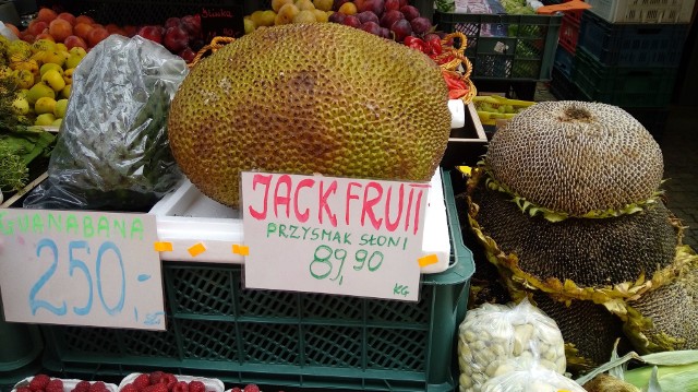 Jackfruit - przysmak słoni pojawił się na stoisku przy Hali Targowej w Gdańsku. To podobno największy owoc rosnący na drzewie, który wywodzi się z Indii. Jakie ma zalety:* jest bardzo kaloryczny* może regulować poziom cukru we krwi, wspomagać układ krążeniaJak go jeść?-  zarówno na surowo, jak i po poddaniu obróbce termicznej- miąższ jest dość soczysty, ciemno-żółty, bardzo ładnie pachnie- owoc  jest stosowany jako zamiennik mięsa, gdyż odpowiednio przygotowany przypomina jego smak, wygląd i konsystencjęIle kosztuje?- przy hali targowej w Gdańsku - 90 zł/kg- na Allegro można kupić  tajski Jackfruit w słodkiej zalewie - w puszce za 11,00 zł plus wysyłka