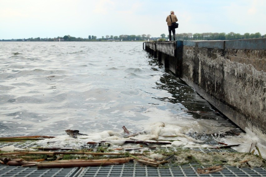 Brzeg Zalewu Zemborzyckiego znowu pełen śniętych ryb. Co je zabija?