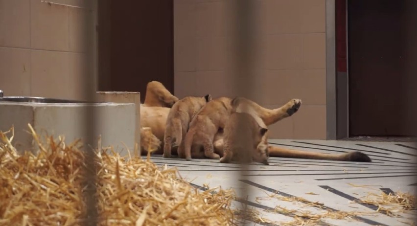 W gdańskim zoo urodziły się kolejne lwiątka [ZDJĘCIA]