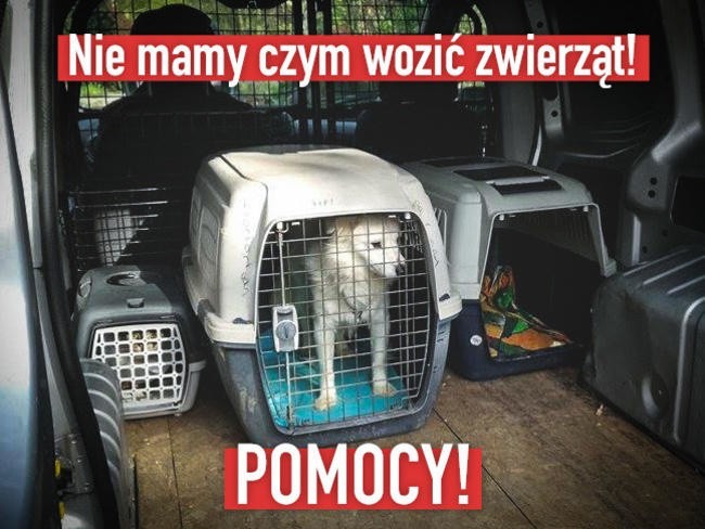 Kraków. Stowarzyszenie "Dog Rescue" i ich "Kapitan Nemo" proszą o wsparcie