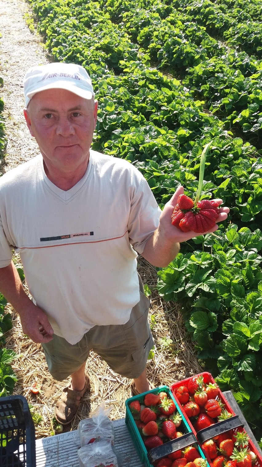 Krzysztof Mamet wyhodował truskawkę ważącą 190 gramów