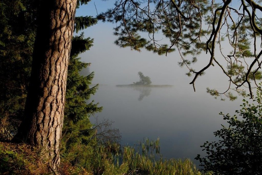 Puszcza Augustowska ma około 40 km długości i tyle samo...