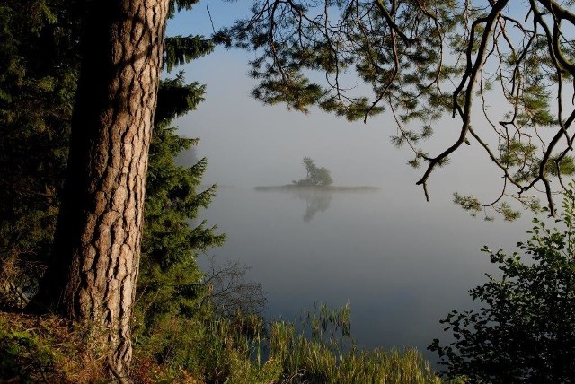 Puszcza Augustowska ma około 40 km długości i tyle samo szerokości. Dominują w niej drzewa iglaste - sosna i świerk.
