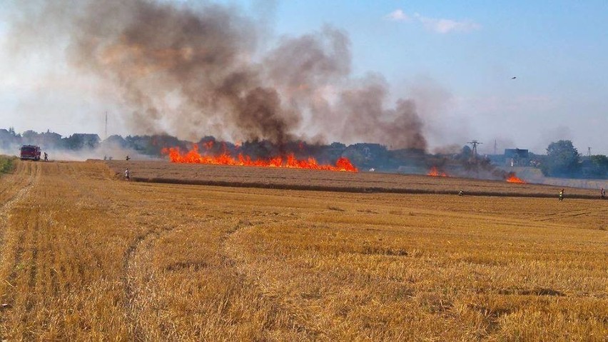 Wielki pożar w Jastrzębiu: Płonęły cztery hektary zboża
