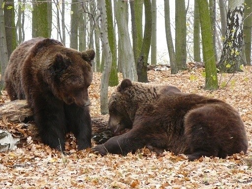 Niedźwiedzie w Nowym Zoo.