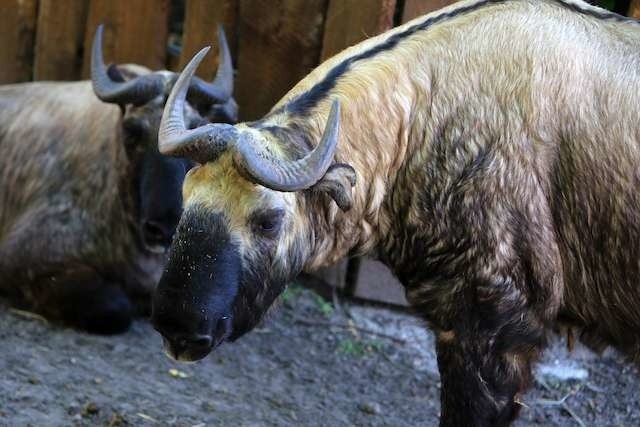 Pochodzący z Berlina Karl ma swoje korzenie w dalekiej Birmie. Jego ulubioną rozrywką są kąpiele piaskowe