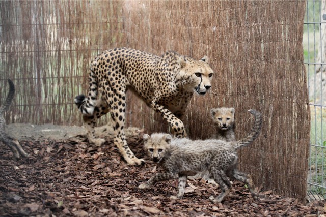 Gepardy w opolskim zoo.
