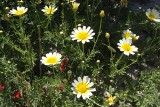 Chryzantema jadalna – smakowity kwiat, który zdobi i leczy