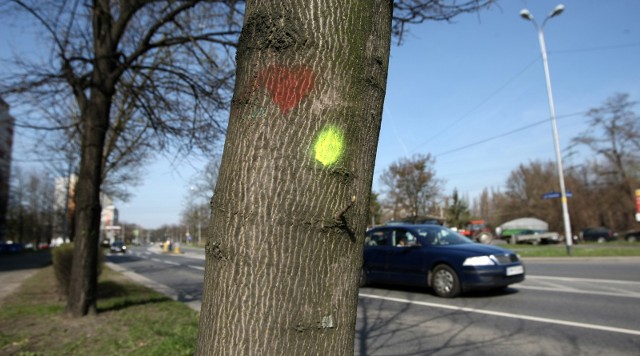 Drzewa w obrębie planowanej linii tramwajowej na Popowicach. Mogą zostać wycięte.