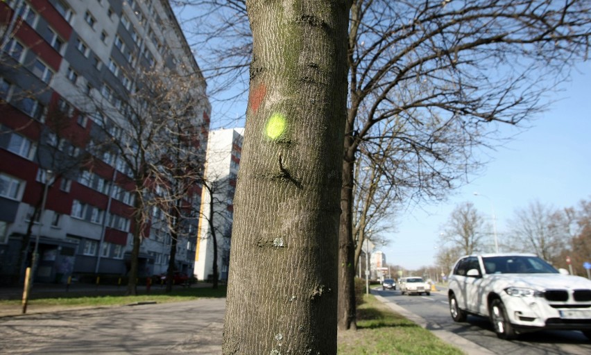 Drzewa w obrębie planowanej linii tramwajowej na Popowicach....
