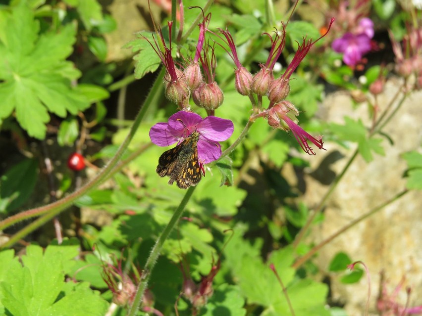 Bodziszek korzeniasty (Geranium macrorrhizum) można...