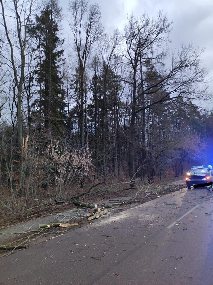 Skutki wichury na Pomorzu. 16/17.02.2022 r. Wiatr w porywach sięga do 120 km/h