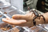 Exotic Fest Winter 2022: Wystawa gekonów, węży, ryb i pająków na MTP. Poznań pełen egzotycznych zwierząt [DATA, CENY, DOJAZD]