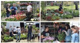Targi ogrodnicze w Łosiowie. Tłumy zawitały na tegoroczną edycję „Wiosny Kwiatów” [ZDJĘCIA]