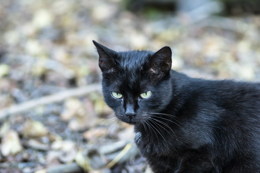 Podobno czarne koty przynoszą pecha. Nie potwierdzamy!