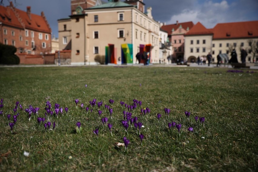 Pierwsze krokusy w Krakowie już są