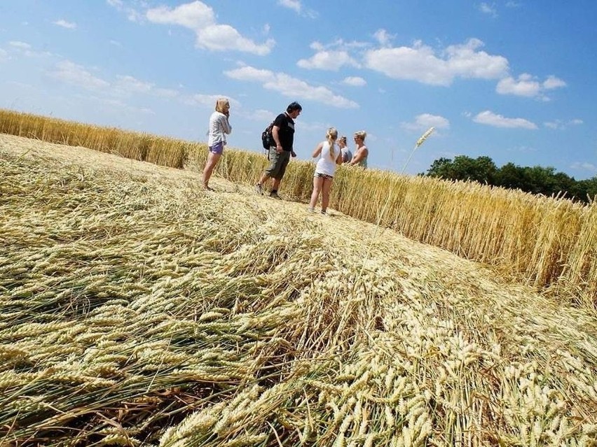 Czyżby kosmici kręgami w Sławsku Dolnym chcieli uczcić...