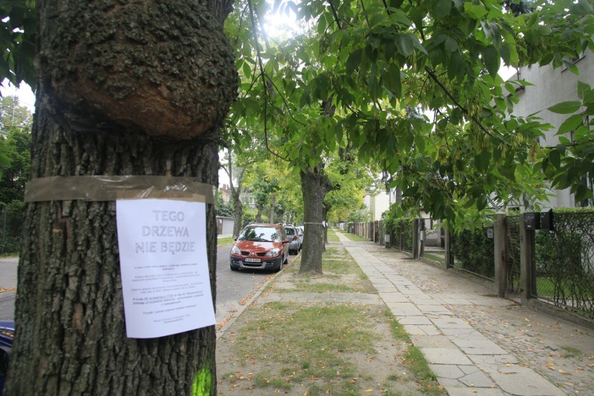 Ponad 70 drzew przy ul. Zelwerowicza do wycinki. Aleja jesionów na Radiostacji przestanie istnieć