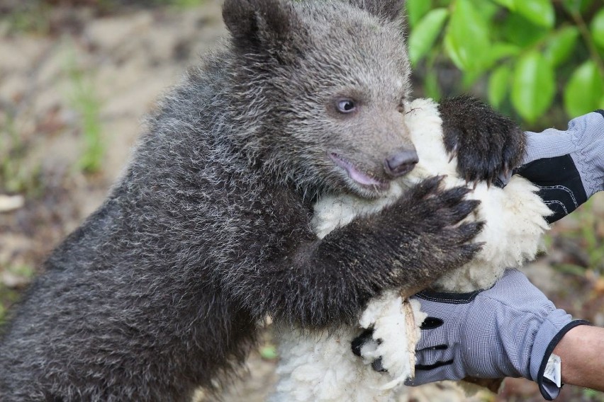 Zoo Poznań: Niedźwiedzica Cisna debiutuje na wybiegu