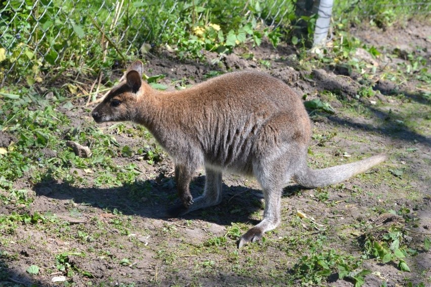 Pierwsze ZOO w województwie świętokrzyskim! Powstało z pasji... (WIDEO, zdjęcia)