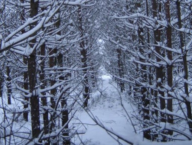 Zima w Oleśnie nie odpuszcza - zobacz zdjęcia naszej czytelniczki Elżbiety Kowalskiej, zrobione w oleskich lasach.