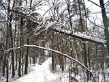 Śmierć z wychłodzenia w lesie w okolicy Chomiąży Szlacheckiej