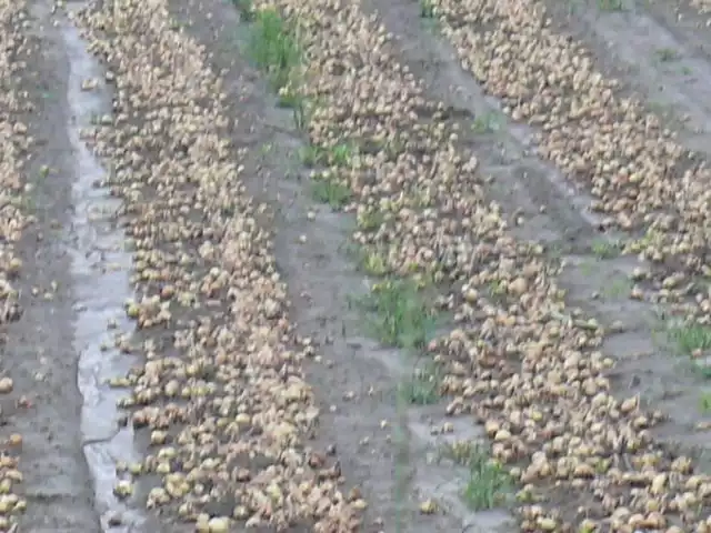 Całe uprawy gotowej do zbioru cebuli toną w grząskim błocie. Tak jest na terenie niemal całej gminy Złota.