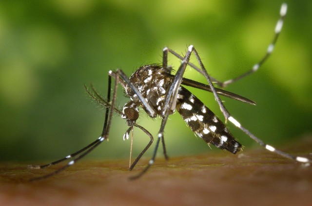 Zobacz, jakie choroby mogą roznosić komary. Przejdź do kolejnych zdjęć!